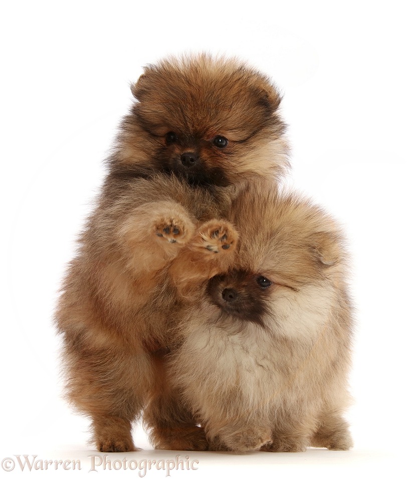 Two Pomeranian puppies, white background