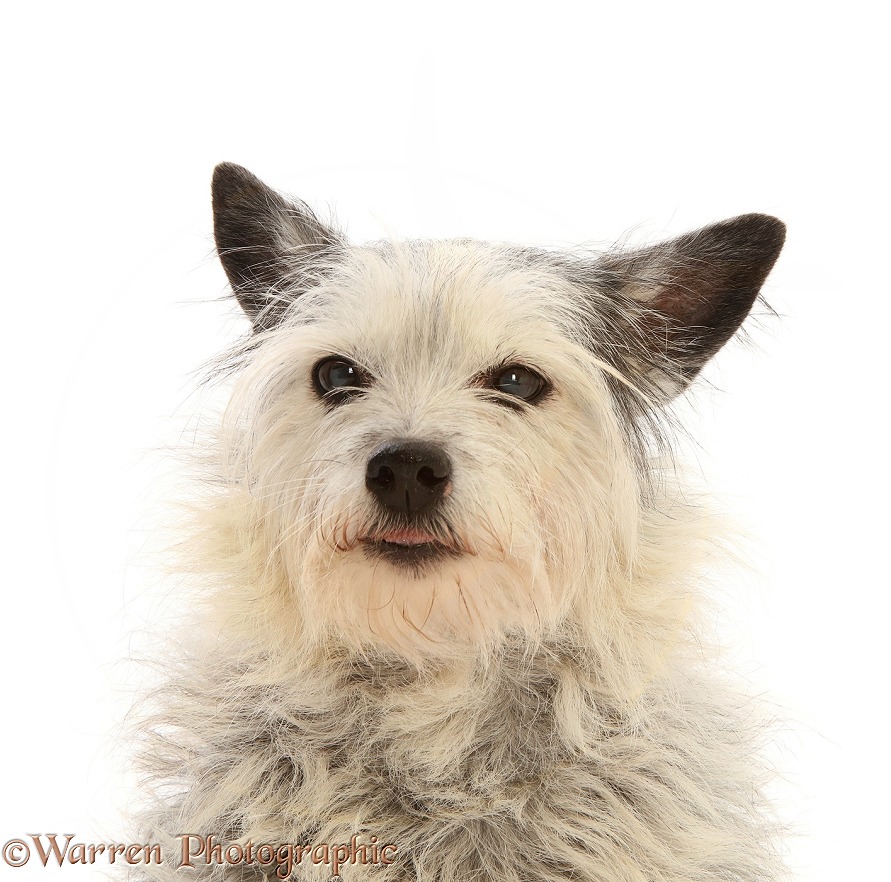 Elderly Westie x Jack Russell bitch, Ruby, 15 years old, white background