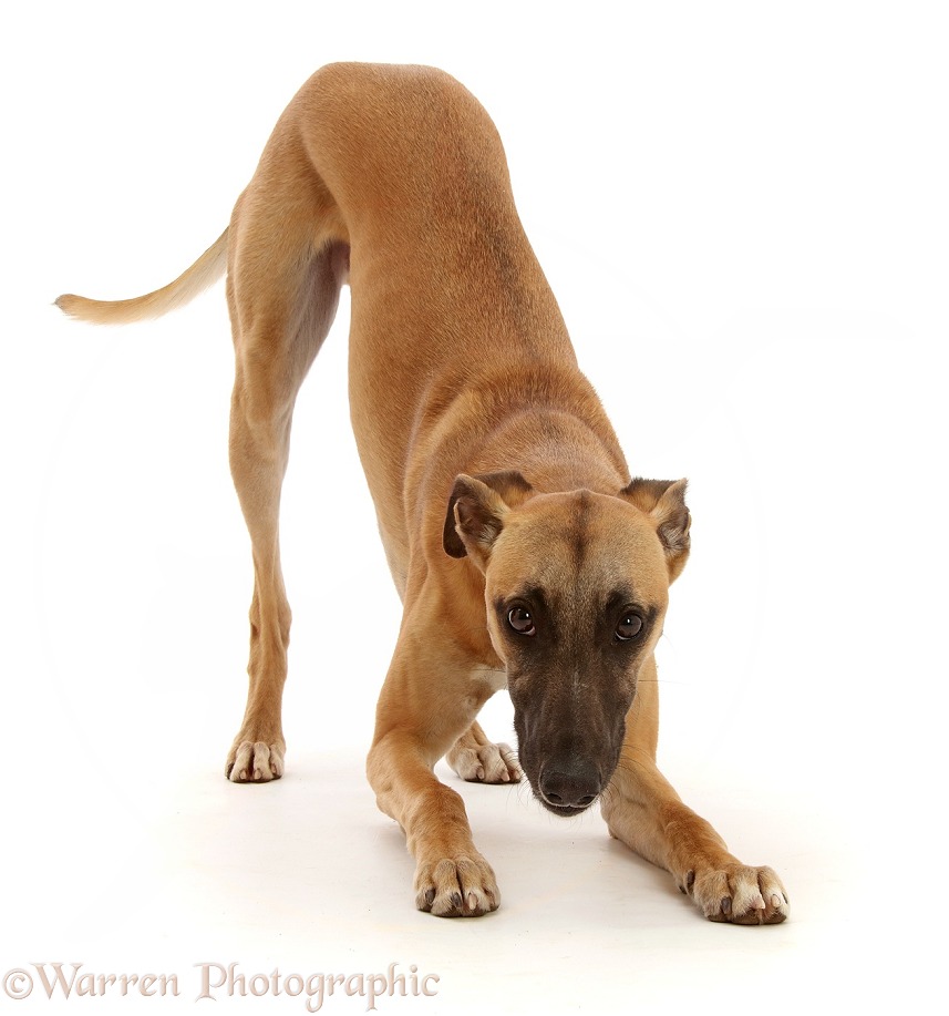 Whippet Lurcher dog, Raffy, 1 year old, in play-bow, white background