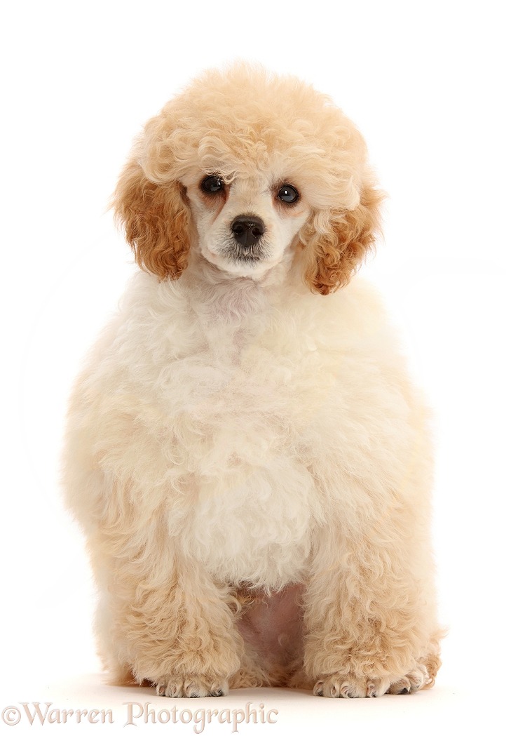Toy Poodle puppy, 13 weeks old, sitting, white background
