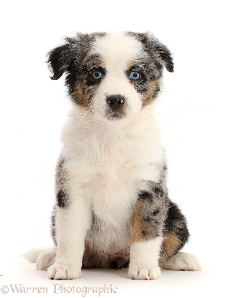 Dog: Mini American Shepherd puppy, 7 weeks old photo WP47404