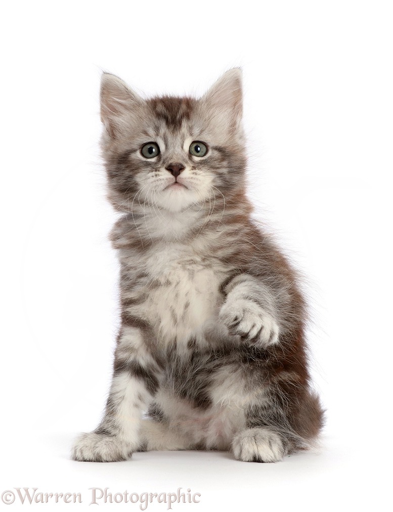 Silver tabby kitten, Blaze, 6 weeks old, sitting with paw up, white background