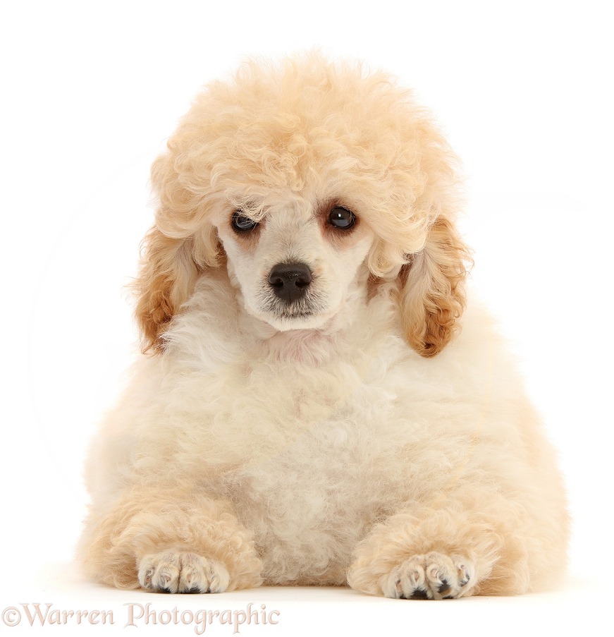 Toy Poodle puppy, 13 weeks old, white background