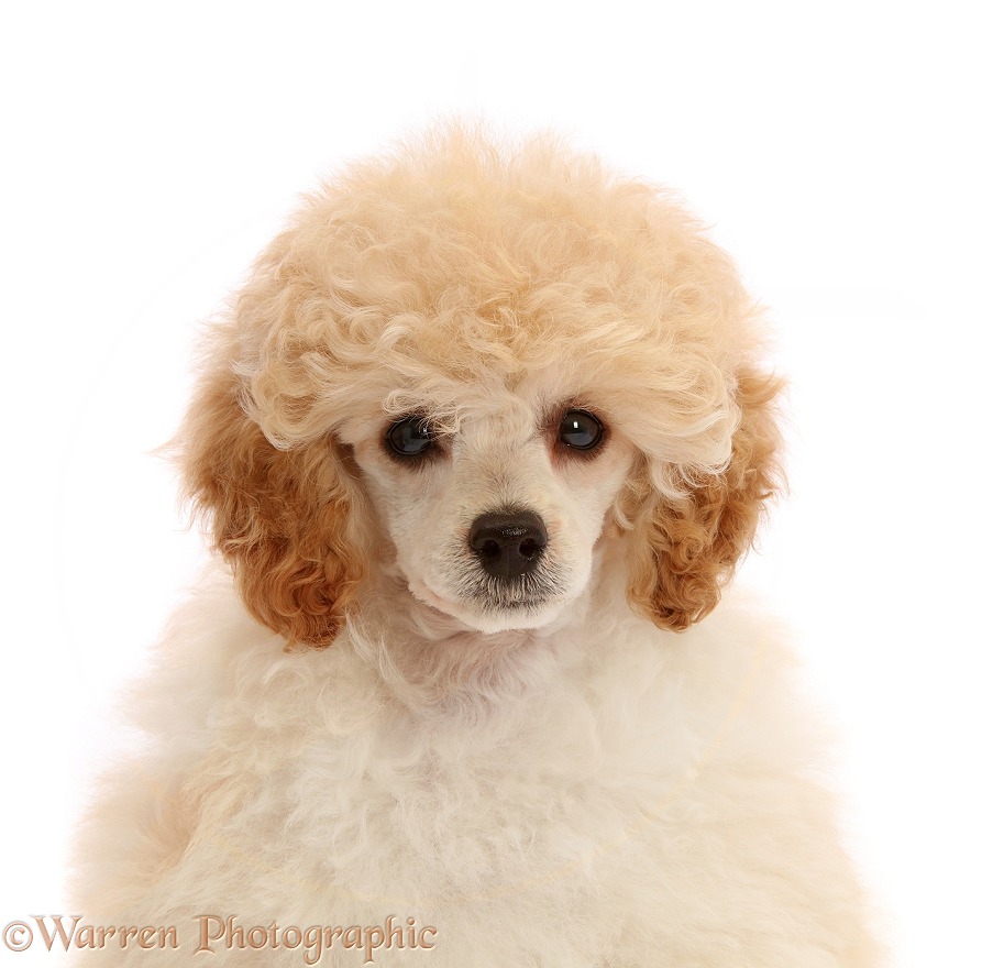 Toy Poodle puppy, 13 weeks old, white background