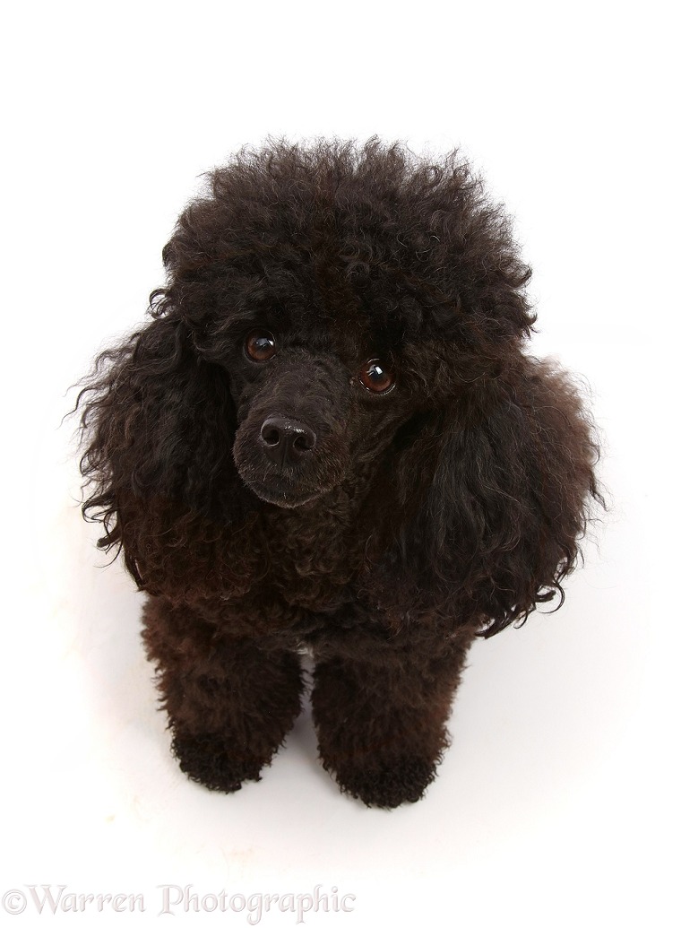 Black Toy Poodle, 3 years old, white background