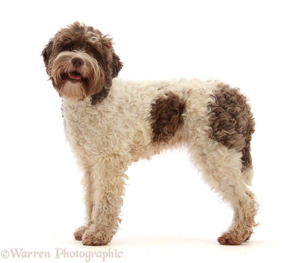 Lagotto Romagnolo bitch, 3 years old, standing, white background