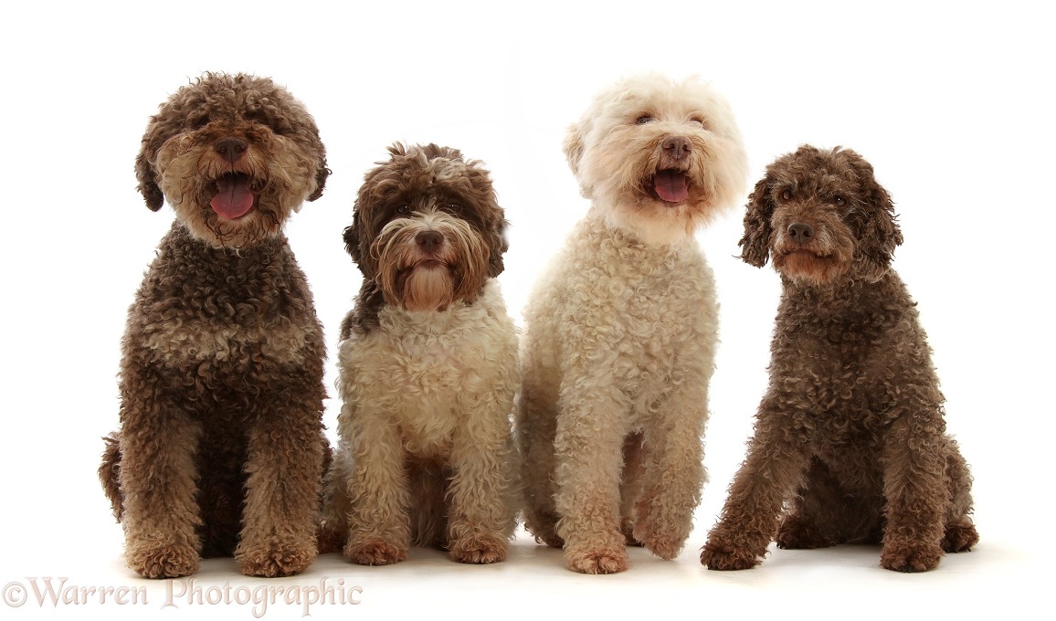 Four Lagotto Romagnolos sitting in a row, white background