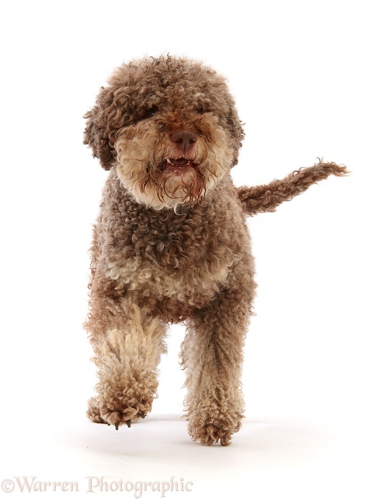 Lagotto Romagnolo dog, 7 years old, walking, white background