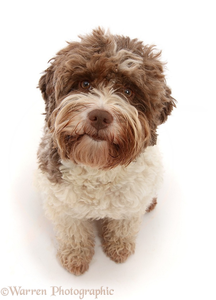 Lagotto Romagnolo bitch, 3 years old, sitting looking up, white background