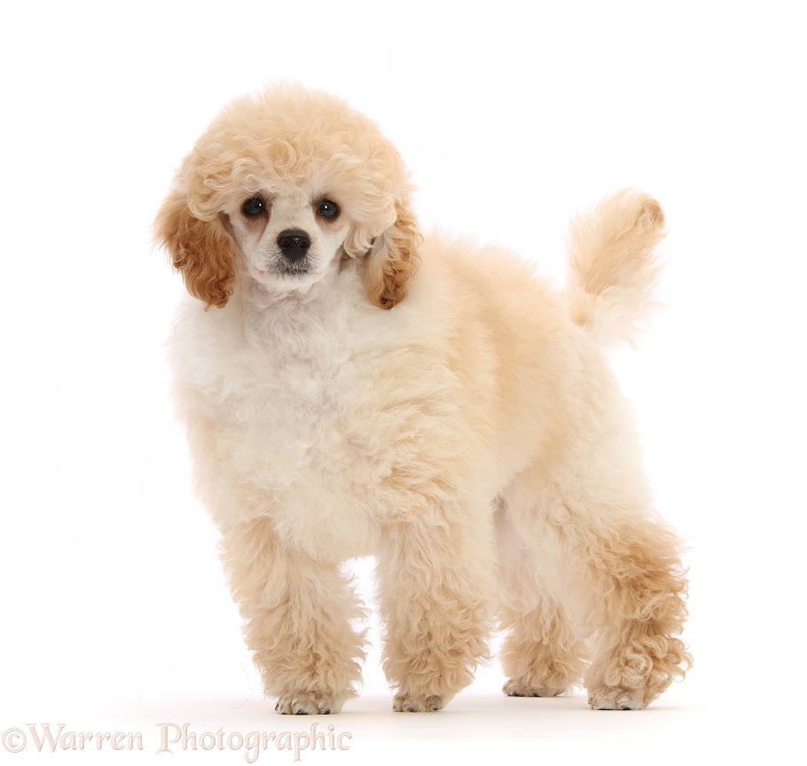 Toy Poodle puppy, 13 weeks old, standing, white background
