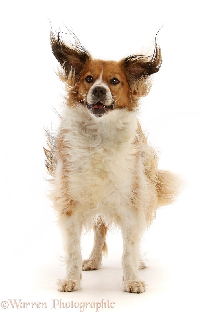 Sable mixed breed dog, Nic, 1 year old, ears flapping from jumping up to catch a treat, white background