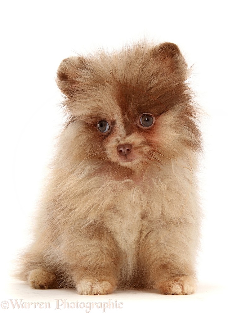 Chocolate-and-cream Pomeranian puppy, white background