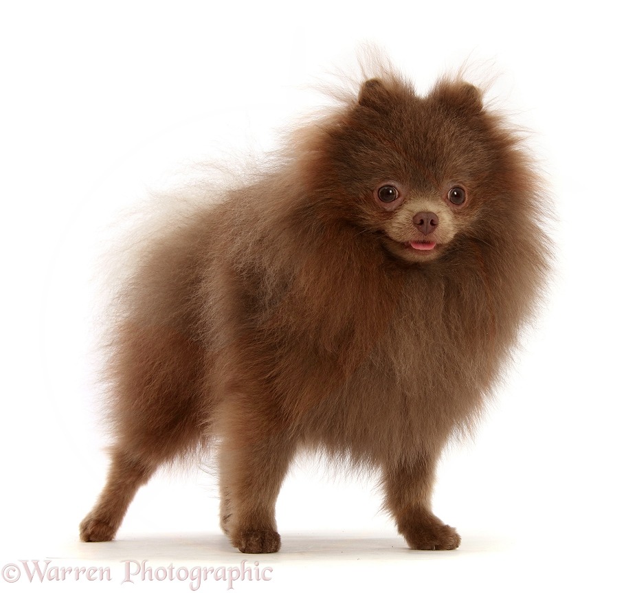 Brown Pomeranian standing, white background