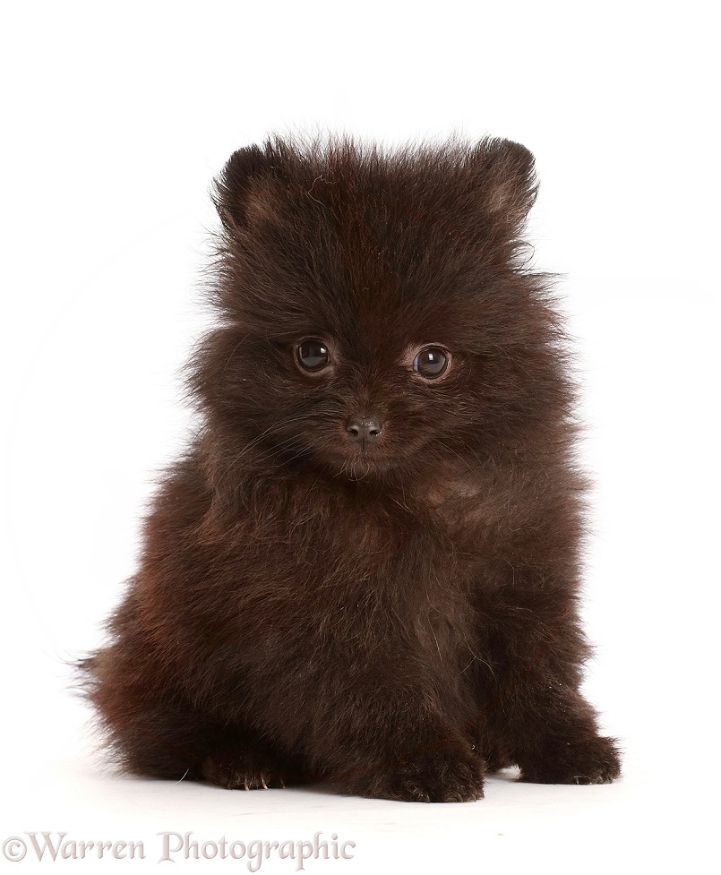 Black Pomeranian puppy sitting, white background