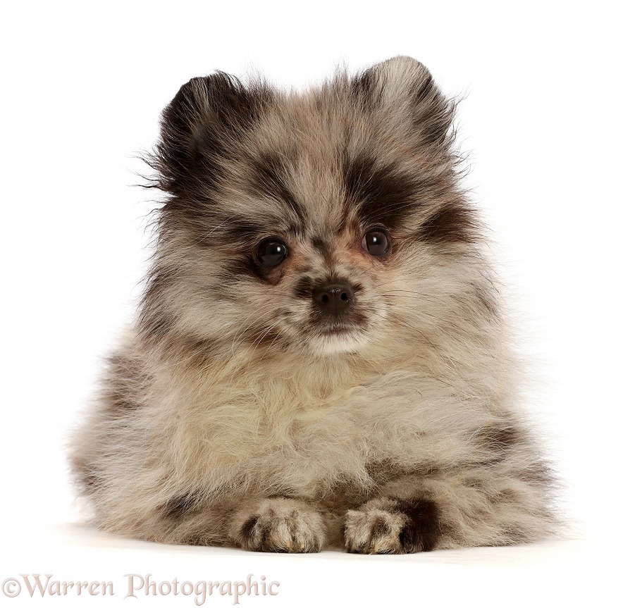 Pomeranian puppy lying with head up, white background