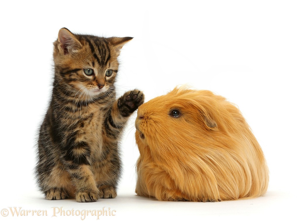 Tabby kitten, 7 weeks old, and Guinea pig, white background