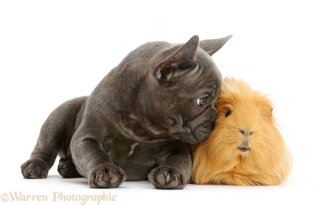 French Bulldog puppy and ginger Guinea pig, white background