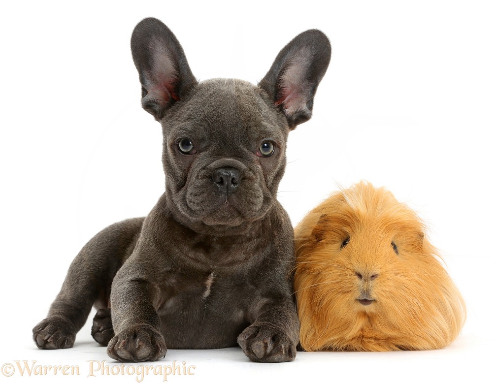 French Bulldog puppy and ginger Guinea pig, white background