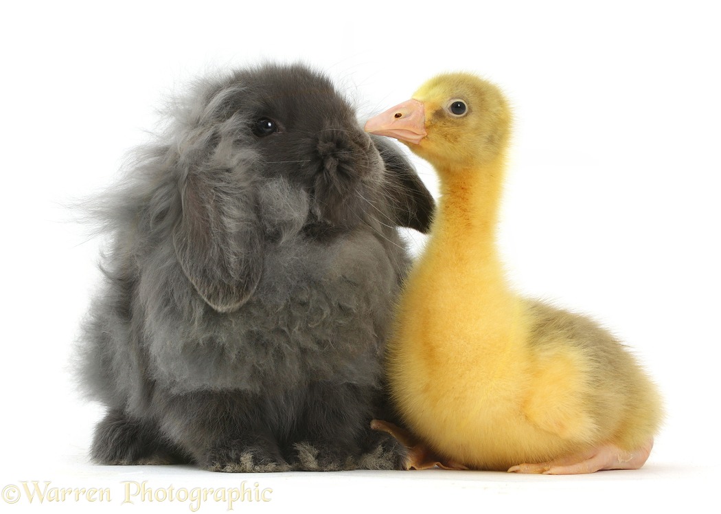 Embden x Greylag Gosling and bunny, white background