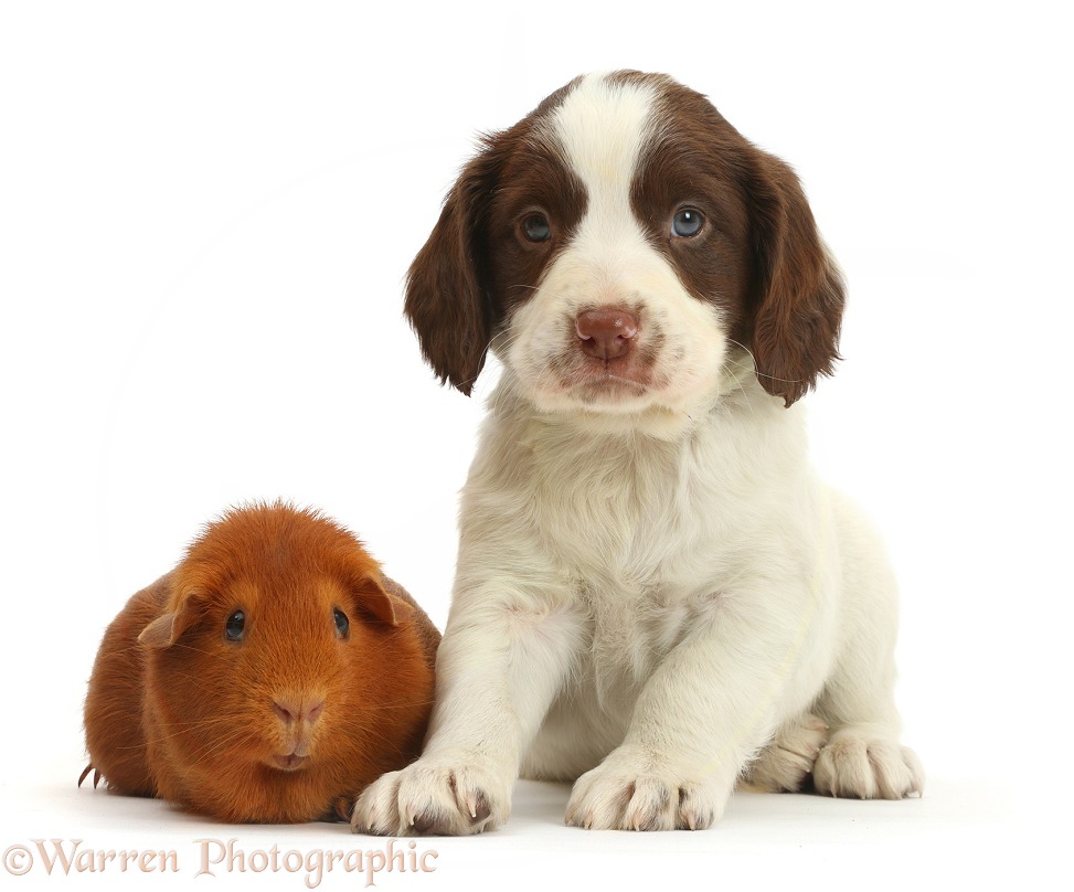 English Springer Spaniel puppy, 7 weeks old, and Guinea pig, white background