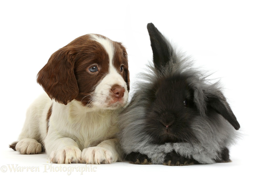 English Springer Spaniel puppy, 7 weeks old, and black Lionhead rabbit, white background