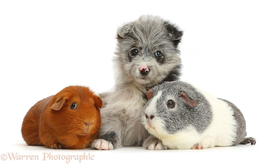 ChiPoo puppy, Roxy, 12 weeks old, with Guinea pigs, white background