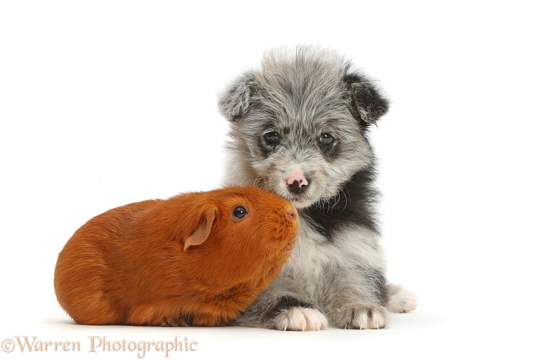 ChiPoo puppy, Roxy, 12 weeks old, with Guinea pig, white background