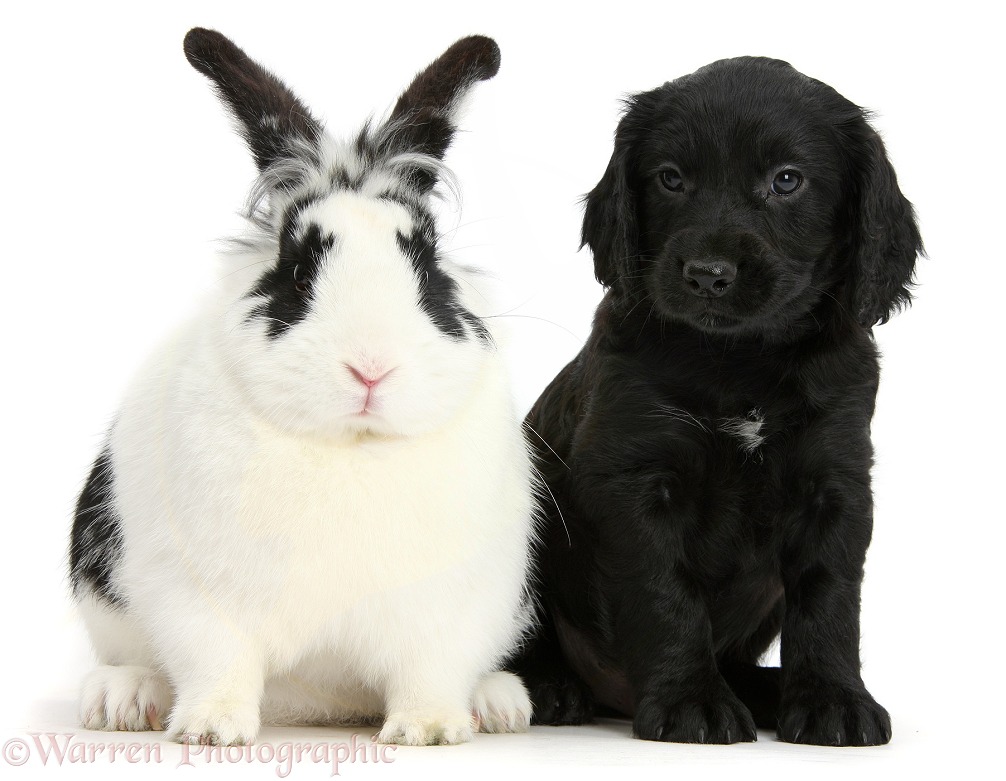 Black Cocker Spaniel puppy with black-and-white rabbit, Bandit, white background