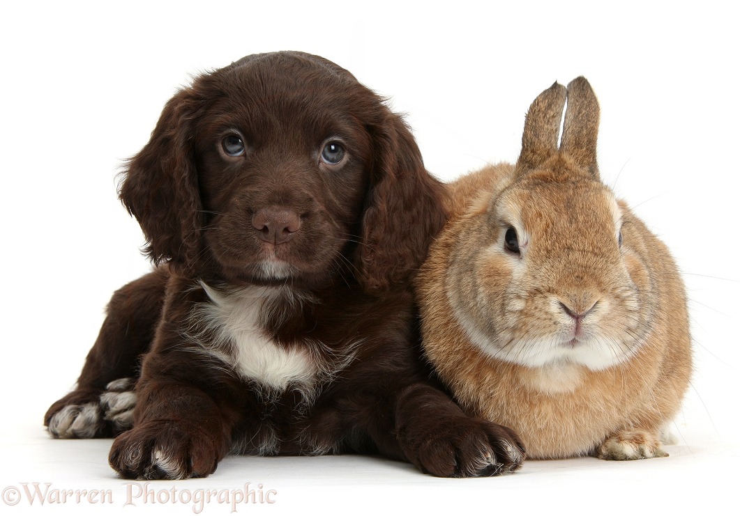 Chocolate Cocker Spaniel puppy and Netherland-cross rabbit, Peter, white background