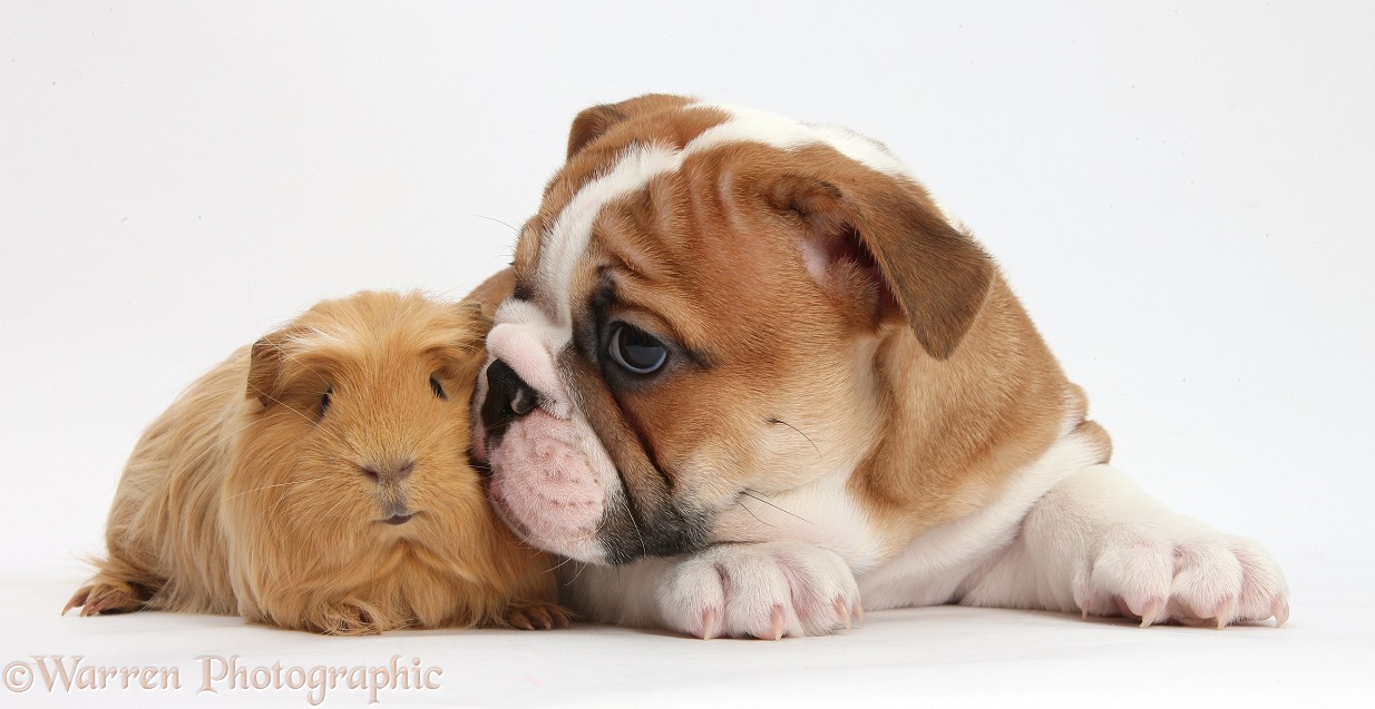 Bulldog puppy and ginger Guinea pig, white background