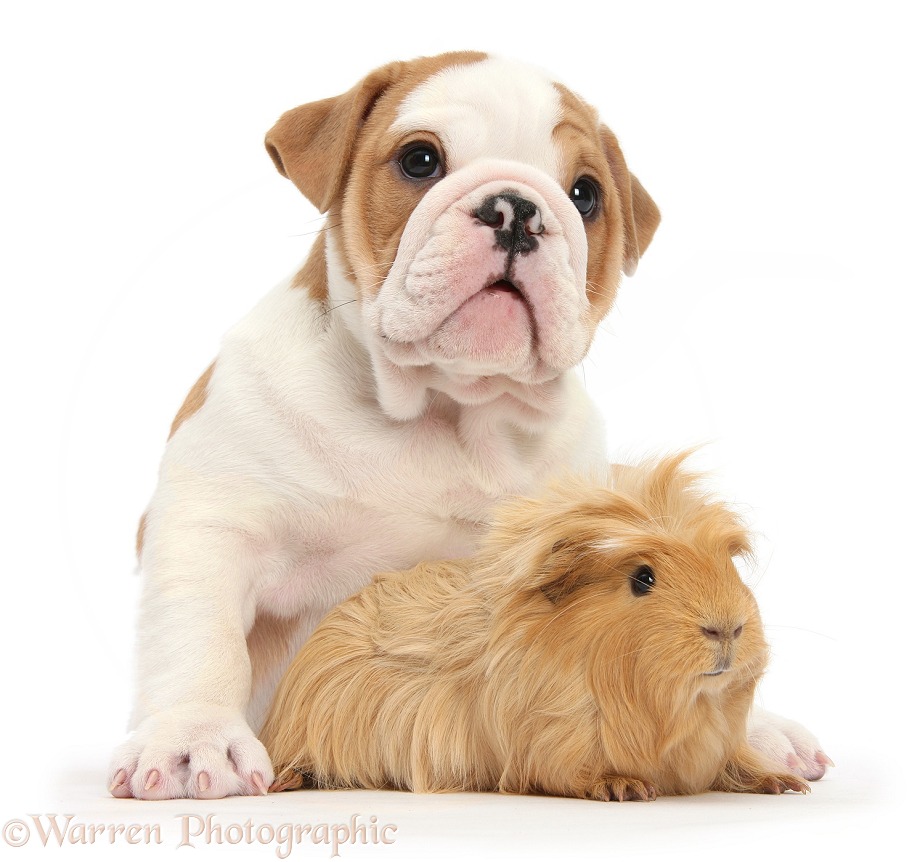 Bulldog puppy and ginger Guinea pig, white background