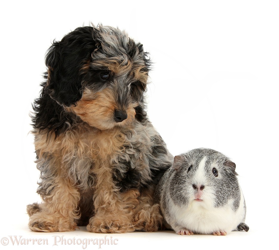 Cute tricolour merle Daxie-doodle puppy, Dougal, with silver-and-white Guinea pig, Twinkle, white background