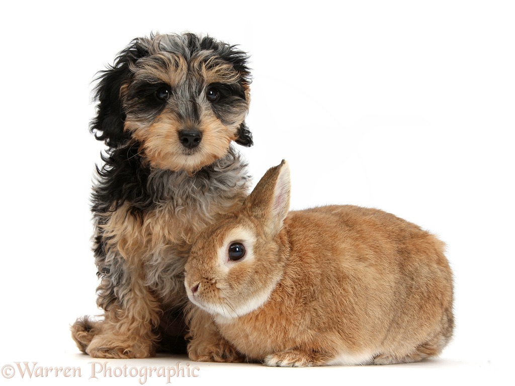 Cute tricolour merle Daxie-doodle puppy, Dougal, with Netherland Dwarf-cross rabbit, Peter, white background