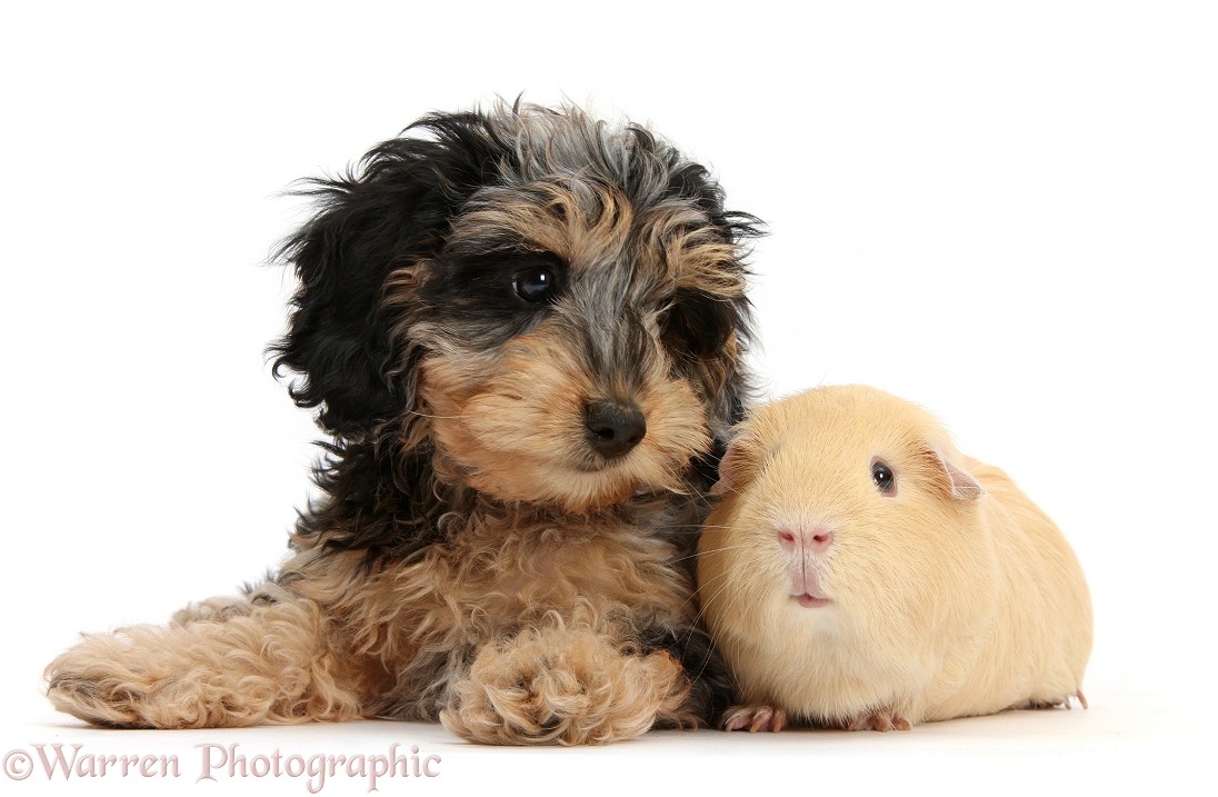 Cute tricolour merle Daxie-doodle puppy, Dougal, with yellow Guinea pig, white background