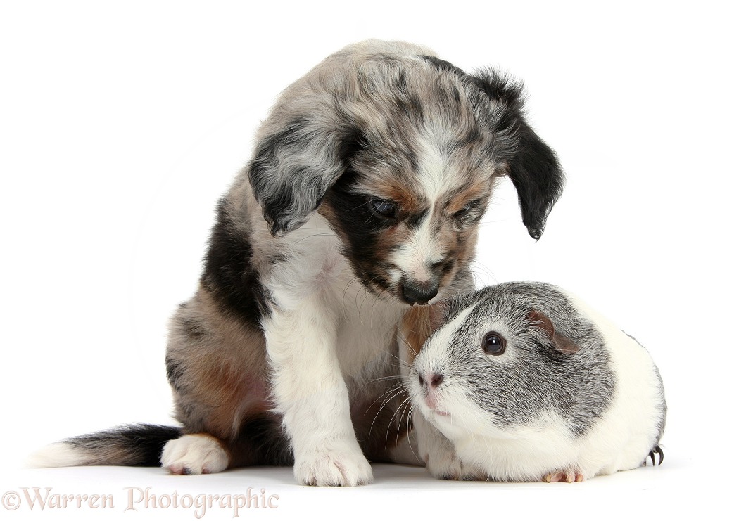 Merle Miniature American Shepherd puppy, 6 weeks old, with silver-and-white Guinea pig, white background