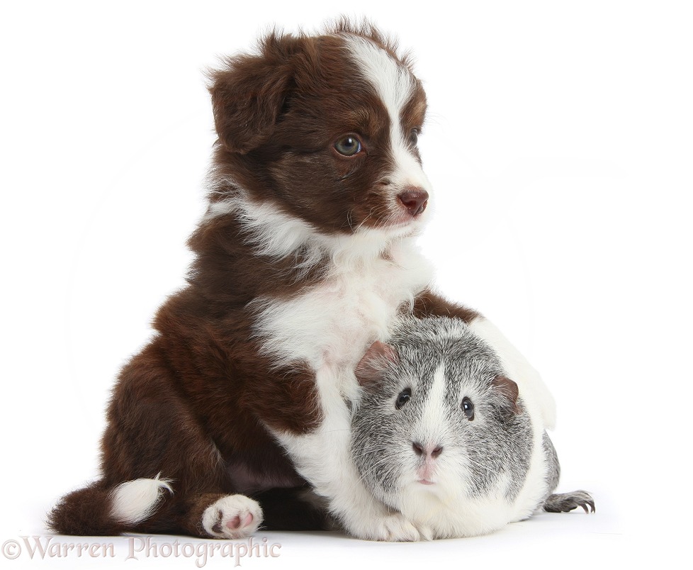 Chocolate-and-white Miniature American Shepherd puppy, 6 weeks old, with silver-and-white Guinea pig, white background