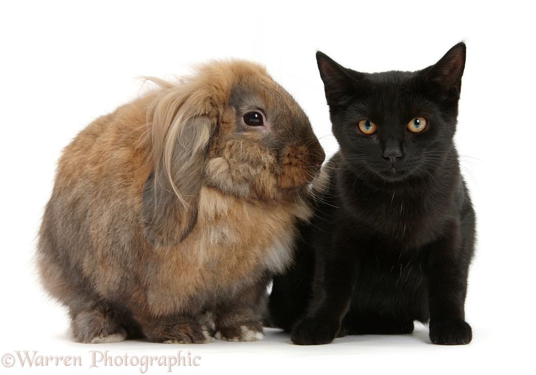 Black female cat, Pachie, 5 months old, and Lionhead-cross rabbit, Dibdab, white background