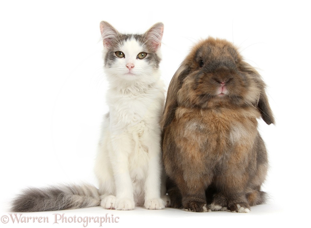 Silver-and-white female cat, Dottie, 5 months old, with Lionhead-cross rabbit, Dibdab, white background