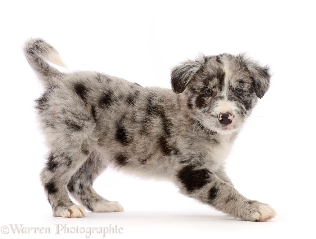 Merle Border Collie puppy, standing, white background