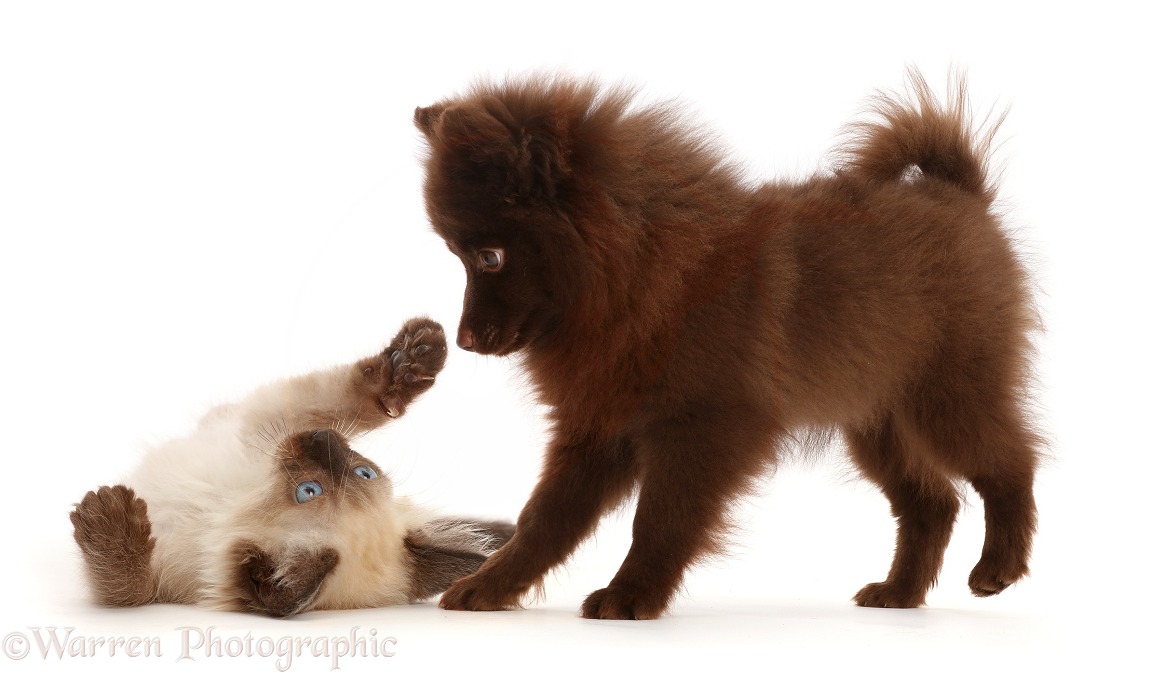 Chocolate brown Pomeranian puppy and Siamese-cross kitten, white background
