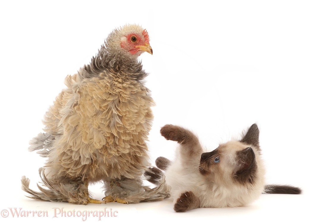 Cream Frizzle Bantam, chicken, 15 weeks old, and Siamese x Ragdoll kitten, 7 weeks old, white background