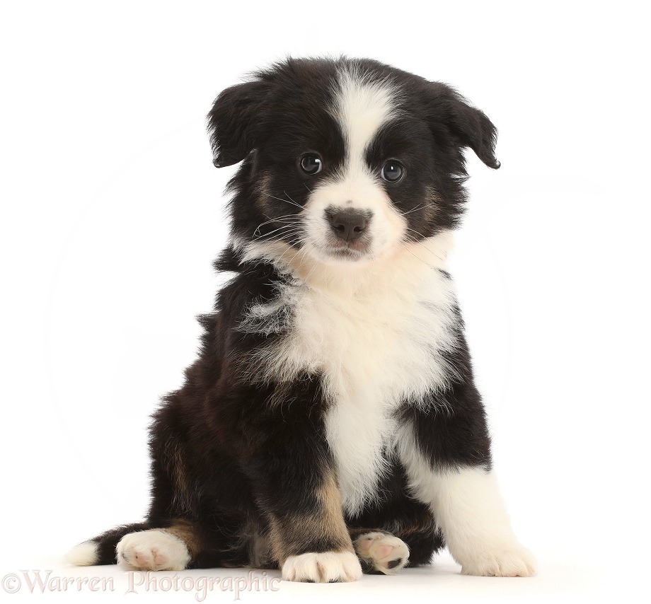 Black-and-white Mini American Shepherd puppy, 7 weeks old, white background