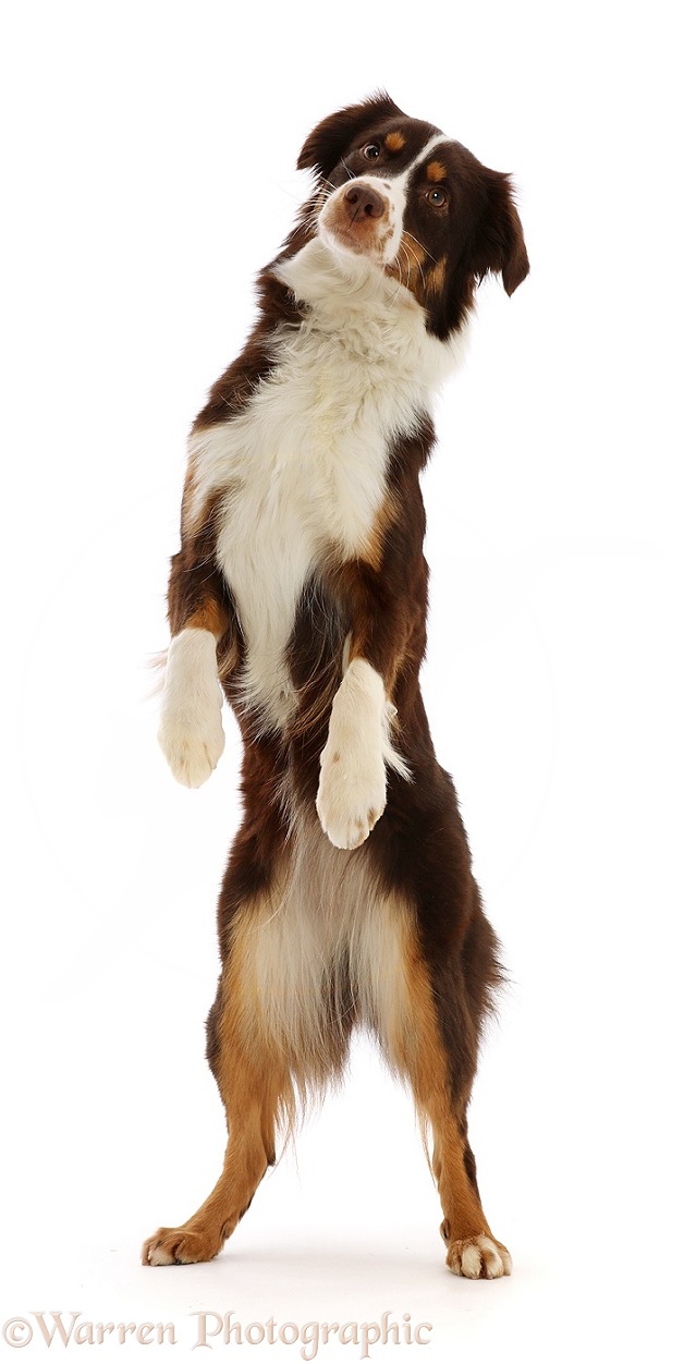 Red tricolour Mini American Shepherd, Polly, 15 months old, standing up on hind legs, white background