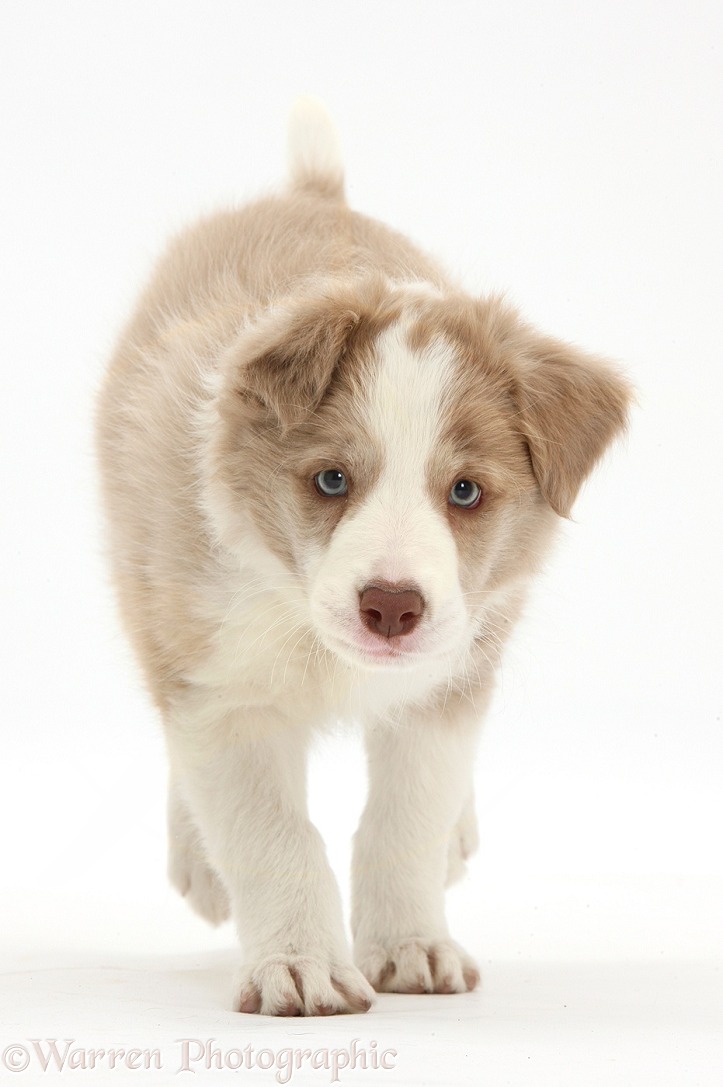 Lilac Border Collie pup running, white background
