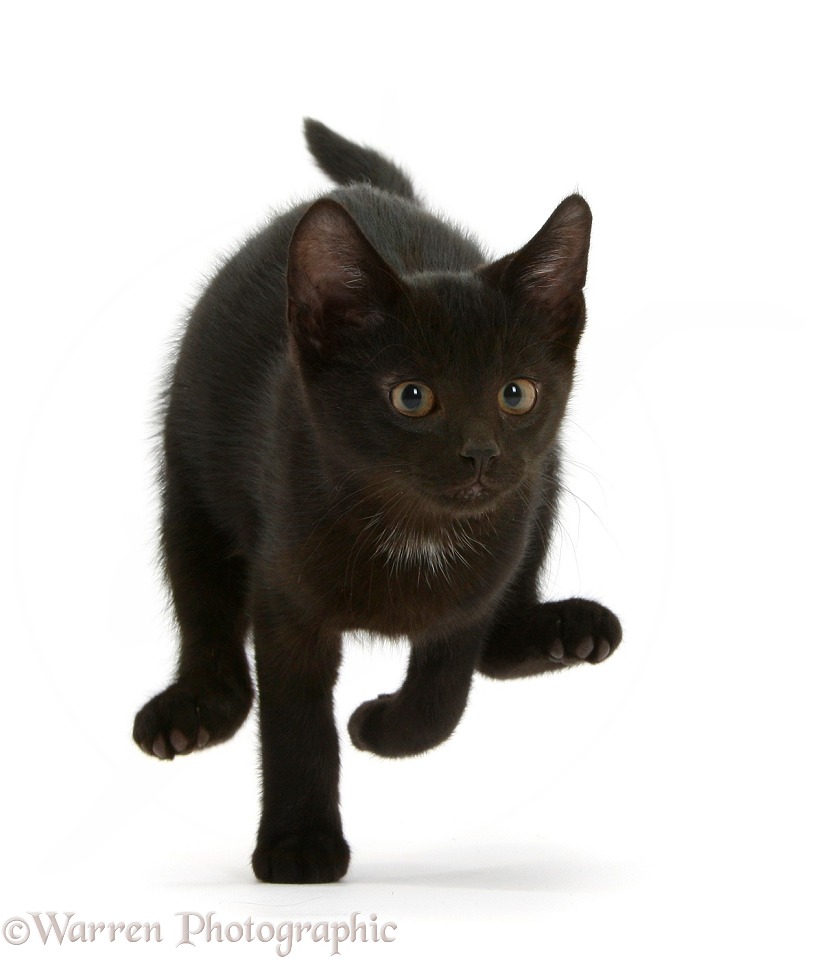 Black male kitten, Buxie, 11 weeks old, running forward, white background