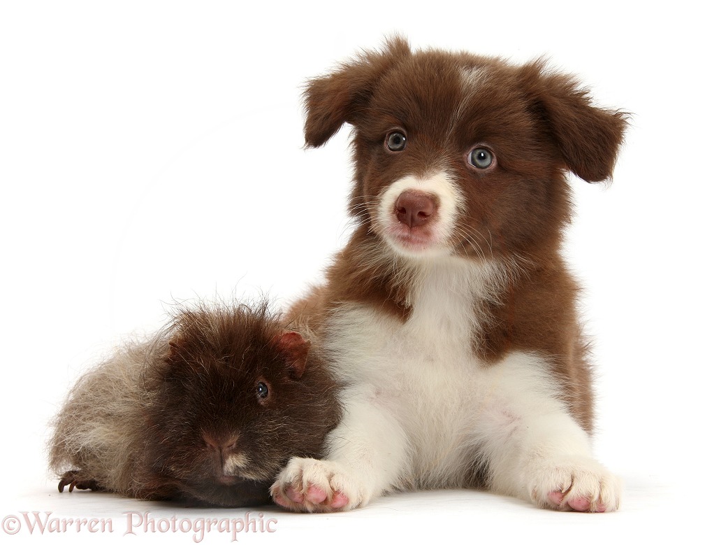 Chocolate Border Collie pup and shaggy Guinea pig, white background