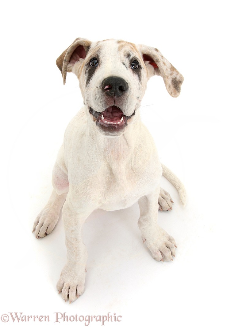 Great Dane pup, Tia, 14 weeks old, sitting and looking up, white background