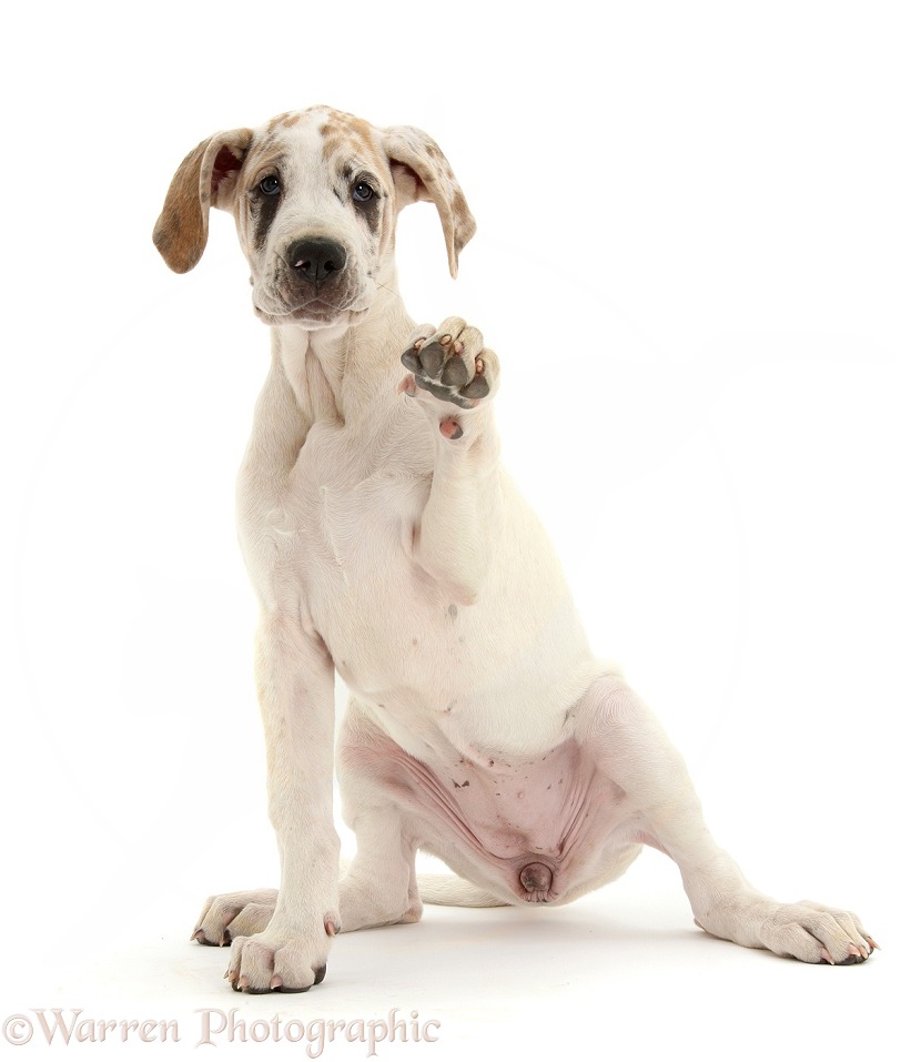 Great Dane pup, Tia, 14 weeks old, pointing a paw, white background