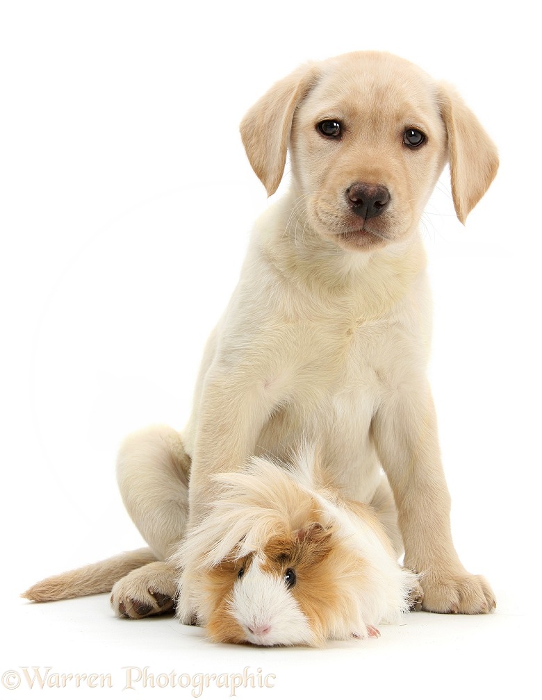 Yellow Labrador Retriever pup, 9 weeks old, and bad-hair-day Guinea pig, white background