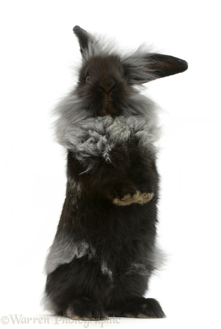 Black Lionhead rabbit standing up, white background